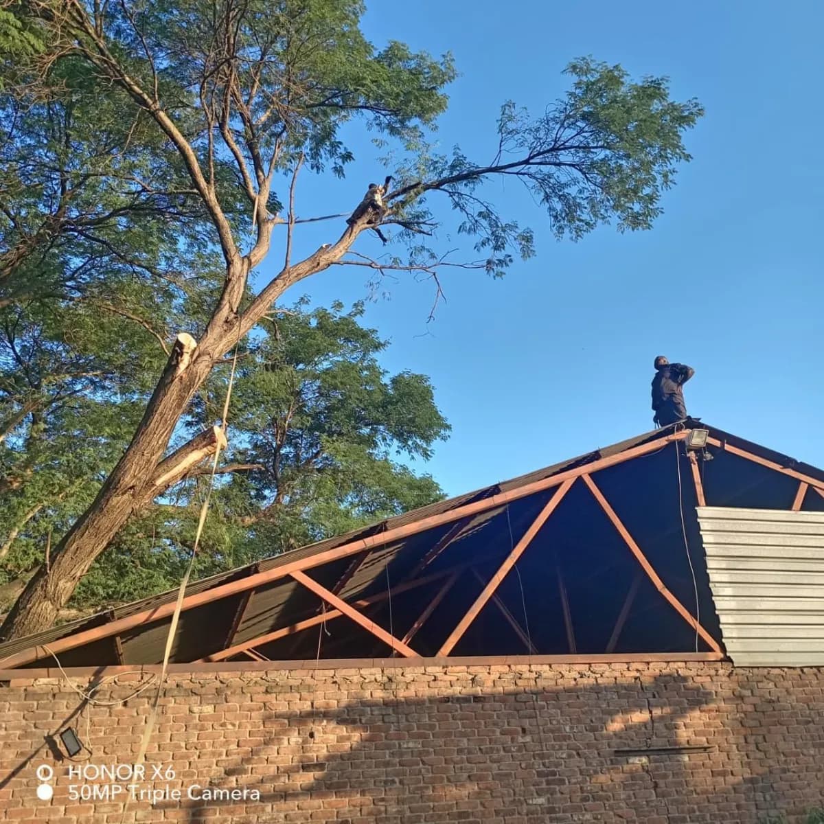 Professional tree felling