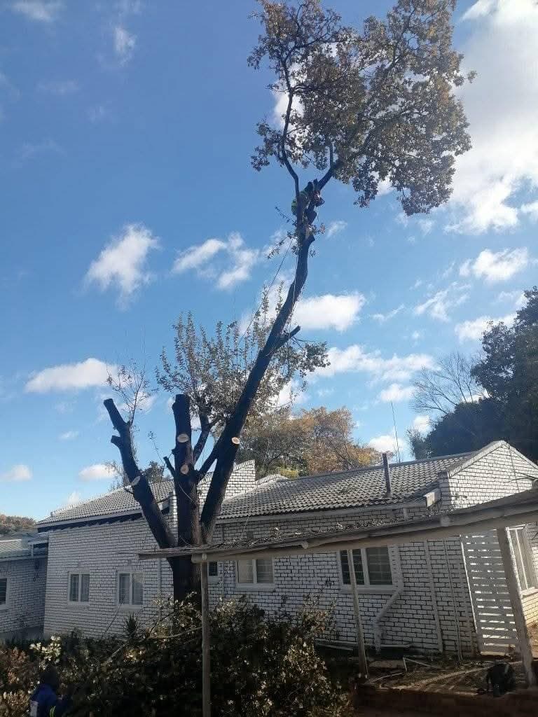 Arborist pruning tall tree, house behind