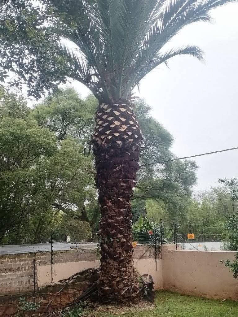 Trimmed Canary Island date palm, garden