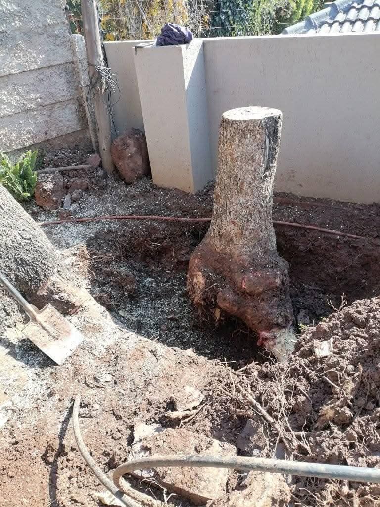 Fresh stump + root ball in excavation
