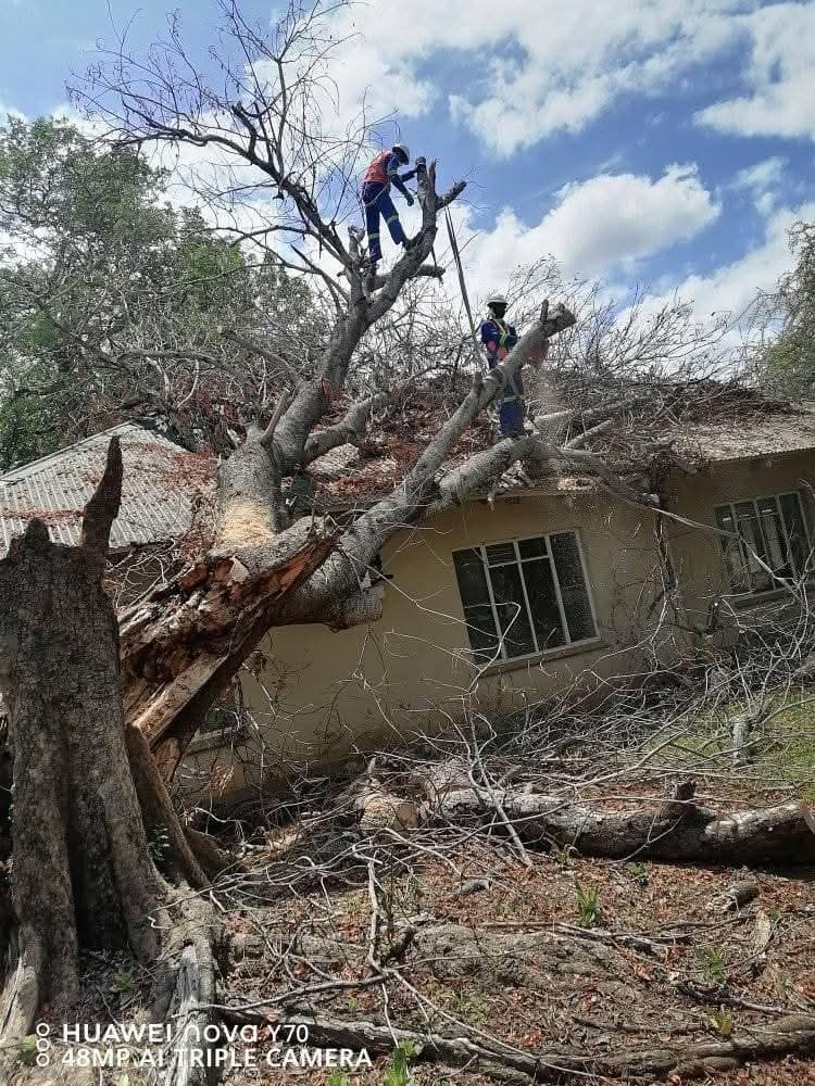 Two arborists dismantling storm tree on roof