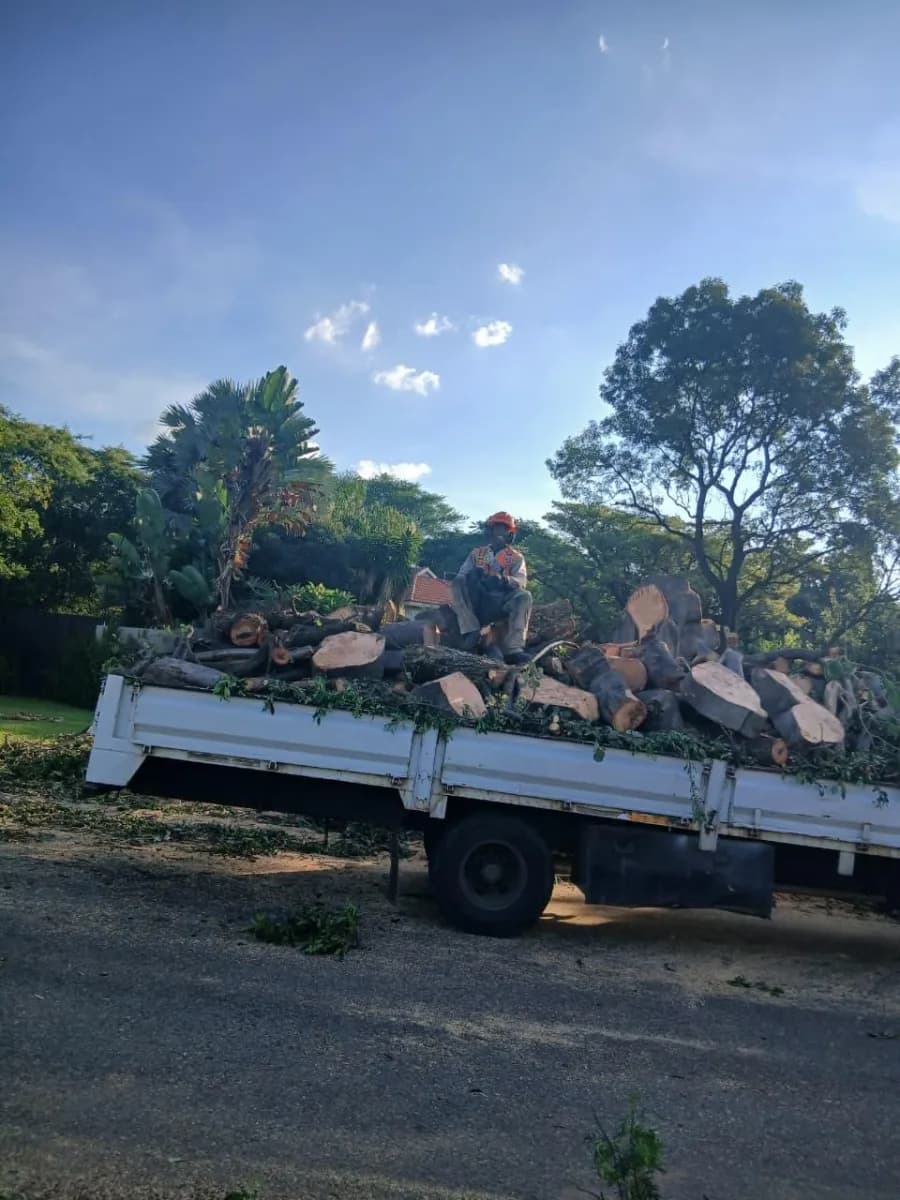 Worker on flatbed truck piled with logs