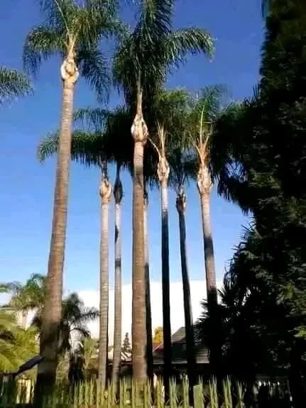 Row of palms against blue sky