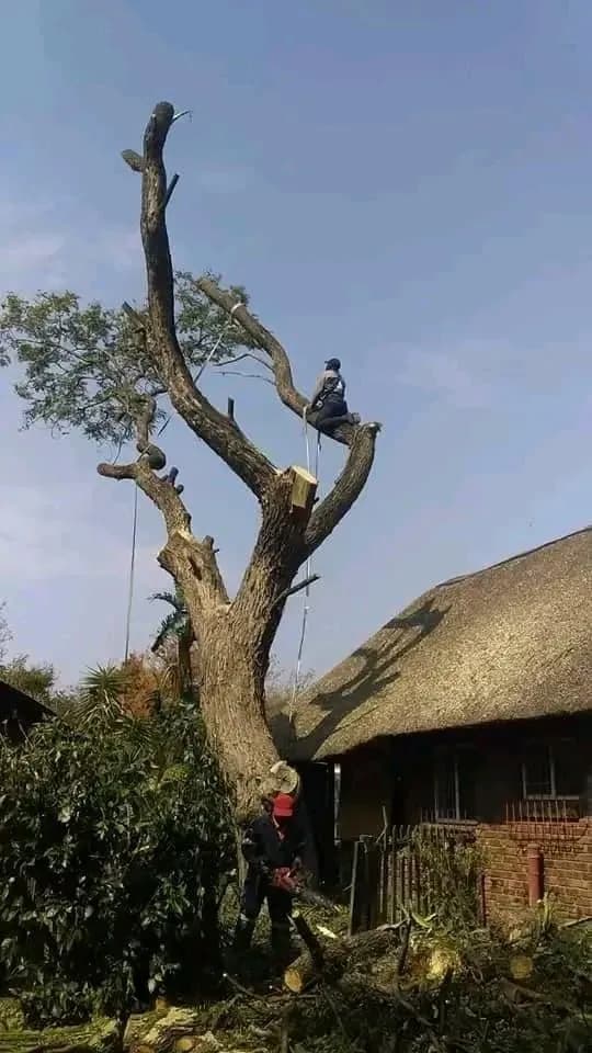 Chainsaw at base + harnessed climber, thatched house