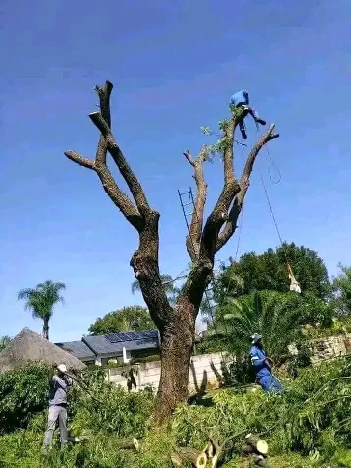 Team removing tree, climber + ladder + ground crew