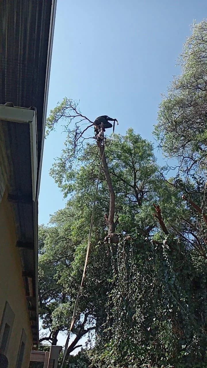 Arborist high in tree, residential wall