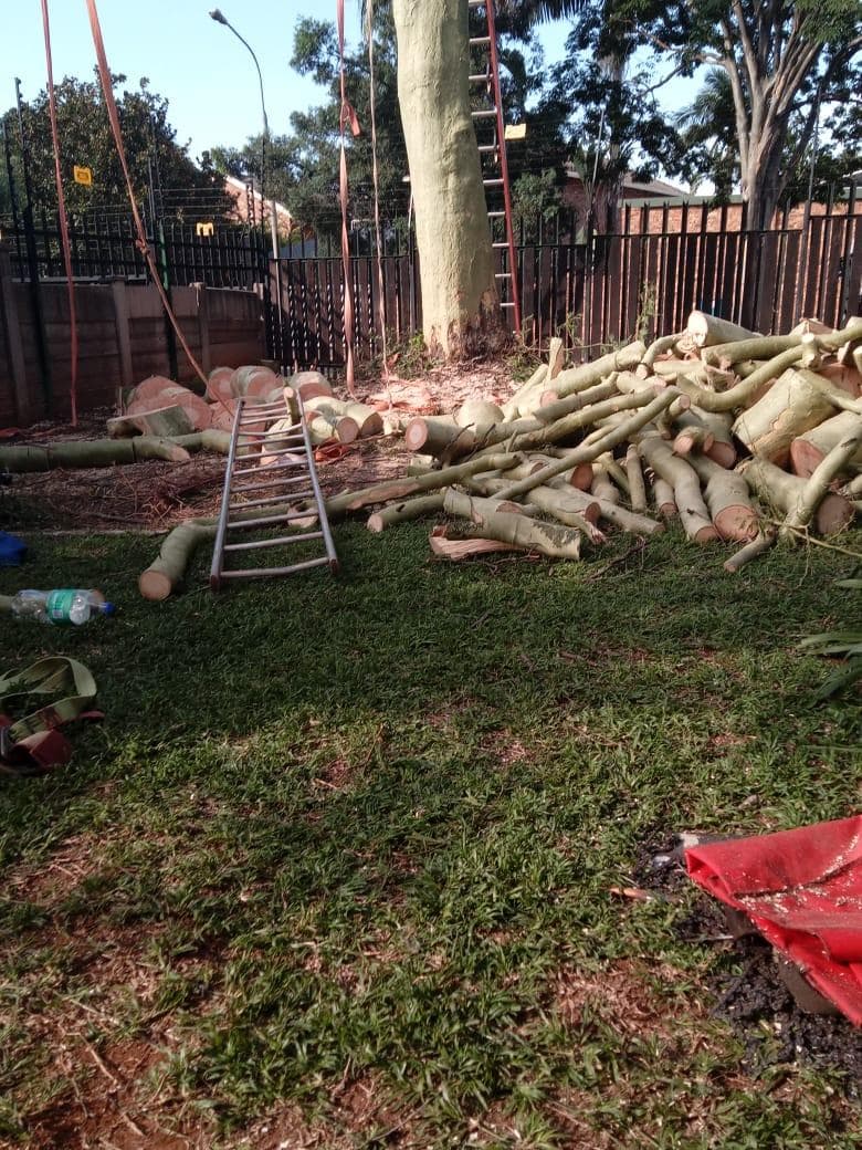Removal site, ladder on trunk, debris pile