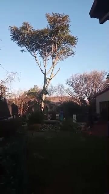 Tall pruned tree in shadowy backyard