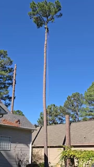 Arborist dismantling tall pine near houses