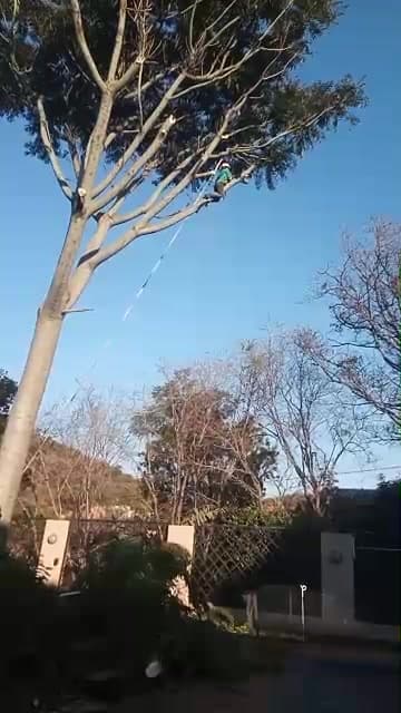 Tree pruning, residential, rope rigging