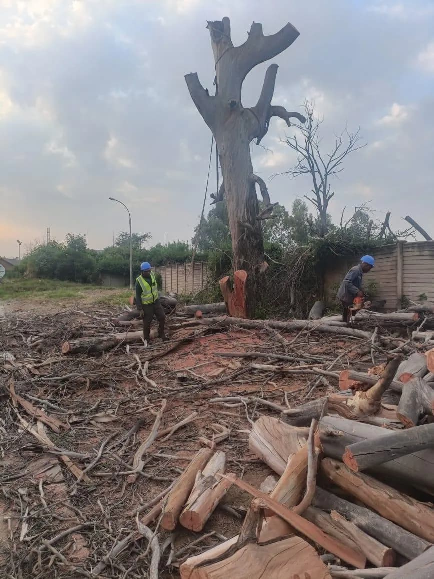 Two workers + chainsaw, cut-log pile