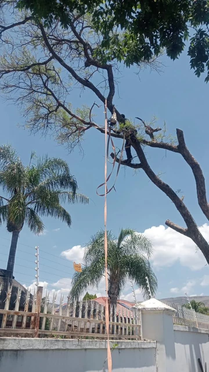 Arborist trimming tree above wall/fence