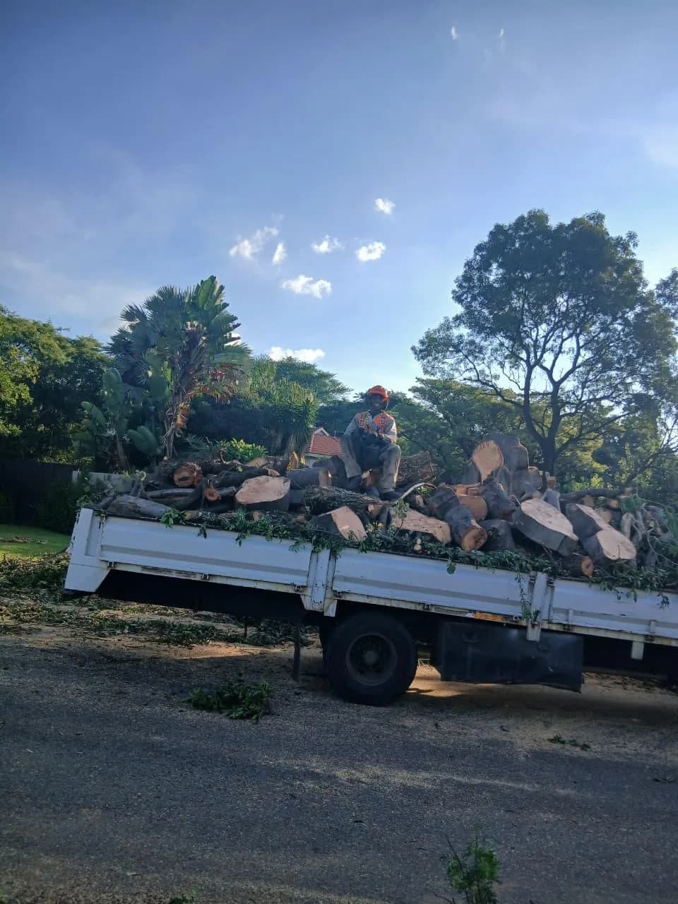 Arborist on flatbed truck with logs